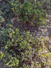 Arctostaphylos catalinae, photograph (c) Aaron Kreisberg, some rights reserved (CC BY)