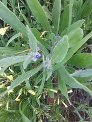 Anchusa aggregata