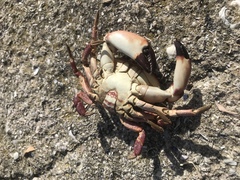 Danielethus crenulatus