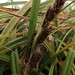 Carex trifida - Photo (c) Alex Fergus,  זכויות יוצרים חלקיות (CC BY-NC), uploaded by Alex Fergus