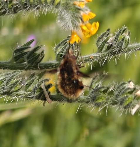 Unknown species found near Cupertino, CA 95014, USA