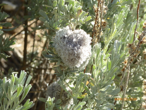 Unknown species found near San Diego County, CA, USA
