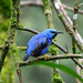 Shining Honeycreeper - Photo (c) Ariel Matias, some rights reserved (CC BY)