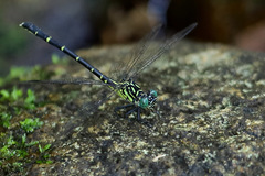 Hemigomphus theischingeri