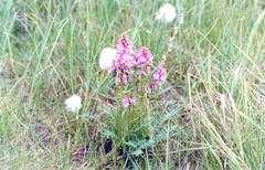 Pedicularis sudetica interioroides