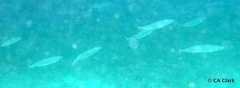 Decapterus macarellus