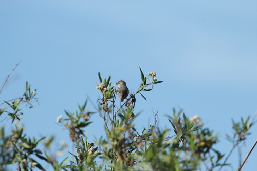 iNaturalist observation photo of Bushtit