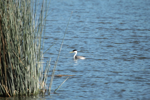 iNaturalist observation photo of Western Grebe