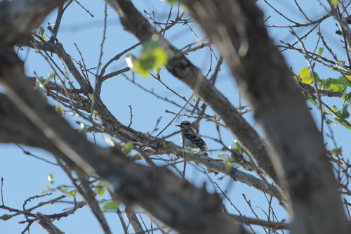 iNaturalist observation photo of Downy Woodpecker