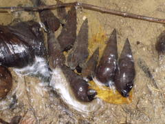 Pachychilus glaphyrus