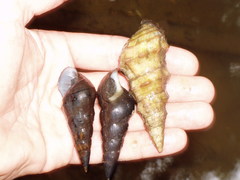 Pachychilus glaphyrus