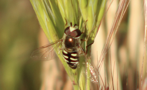 Unknown species found near Kern County, US-CA, US