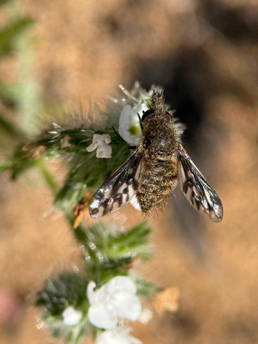 Unknown species found near Parry Grove Trail, San Diego, CA, US