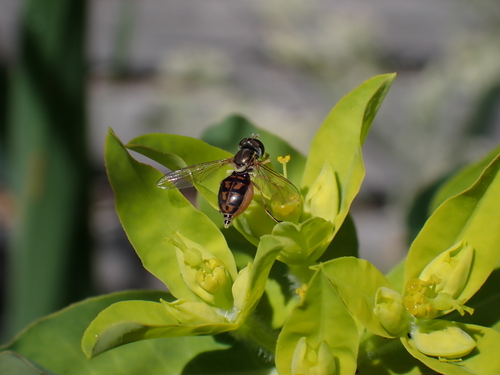 Unknown species found near Santa Cruz County, CA, USA