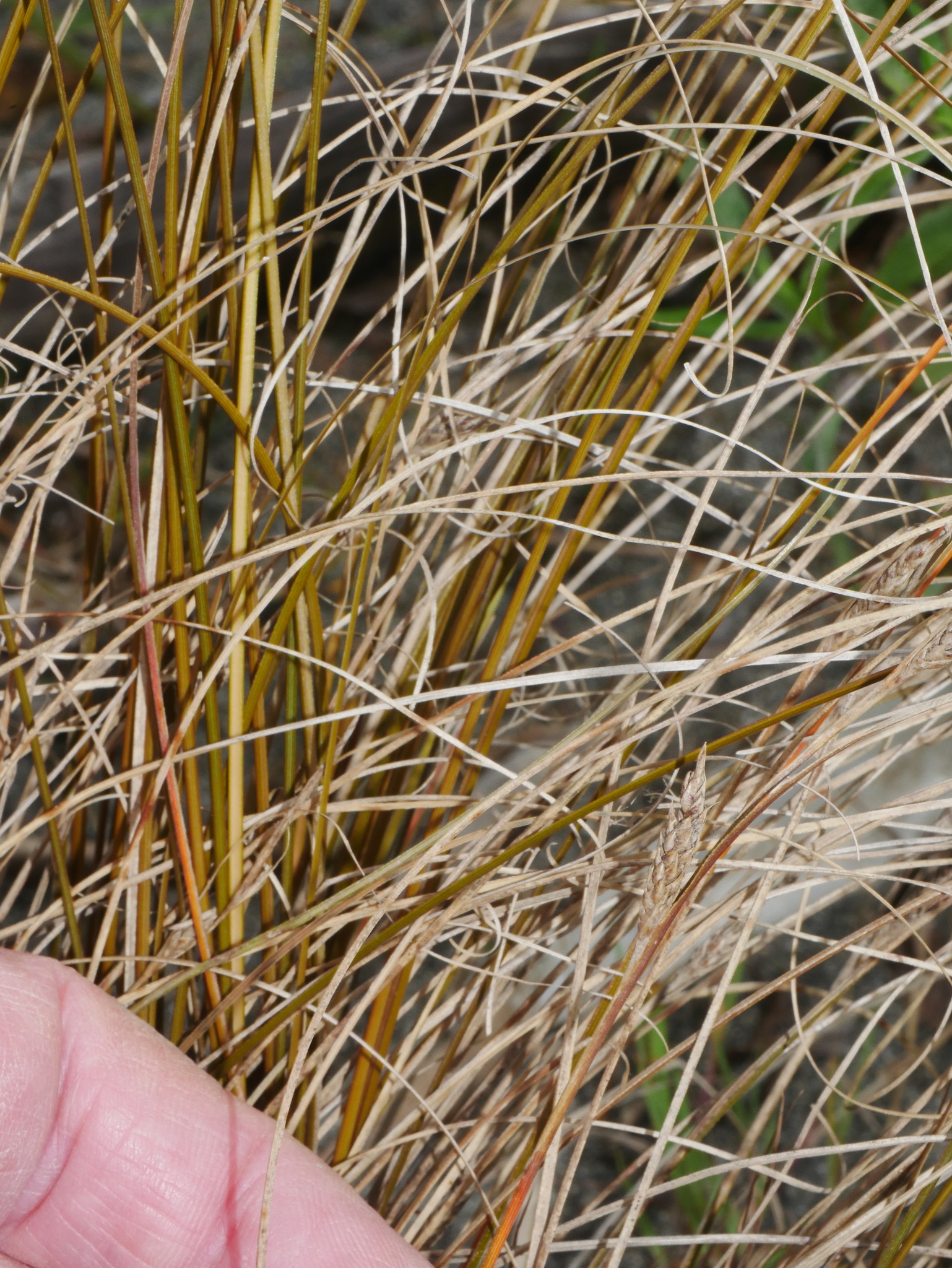 Imagem de Carex buchananii