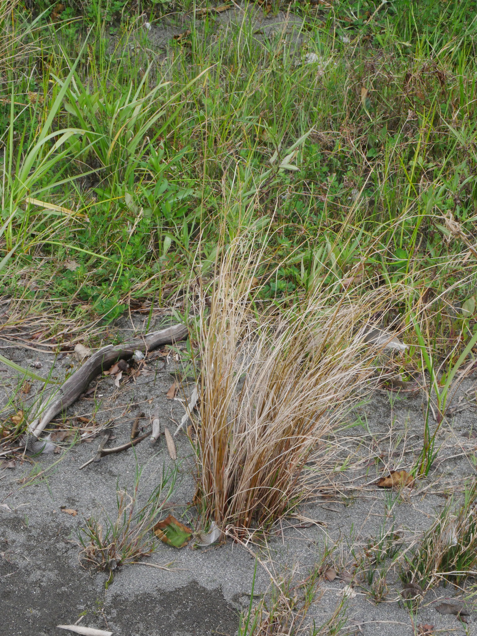 Imagem de Carex buchananii