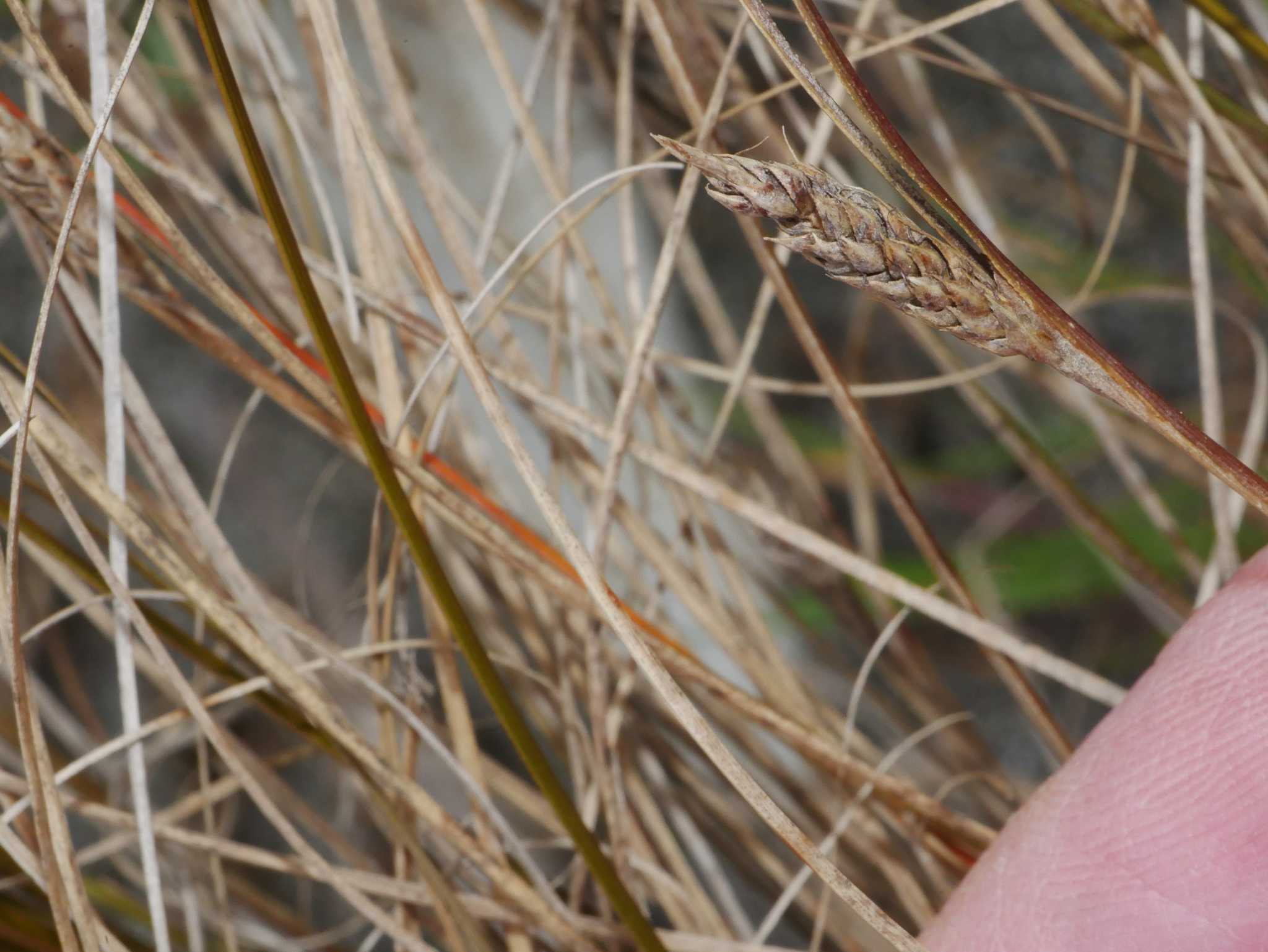 Imagem de Carex buchananii