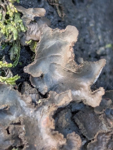 Sticta scabrosa observed 2026-03-26