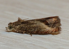 Olethreutes hamameliana