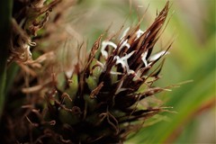 Carex trifida