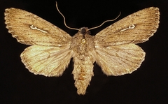 Sideridis uscripta