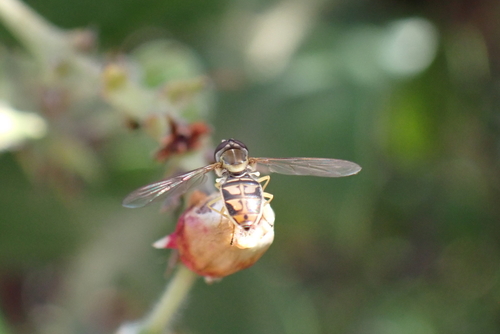 Unknown species found near Santa Cruz County, CA, USA