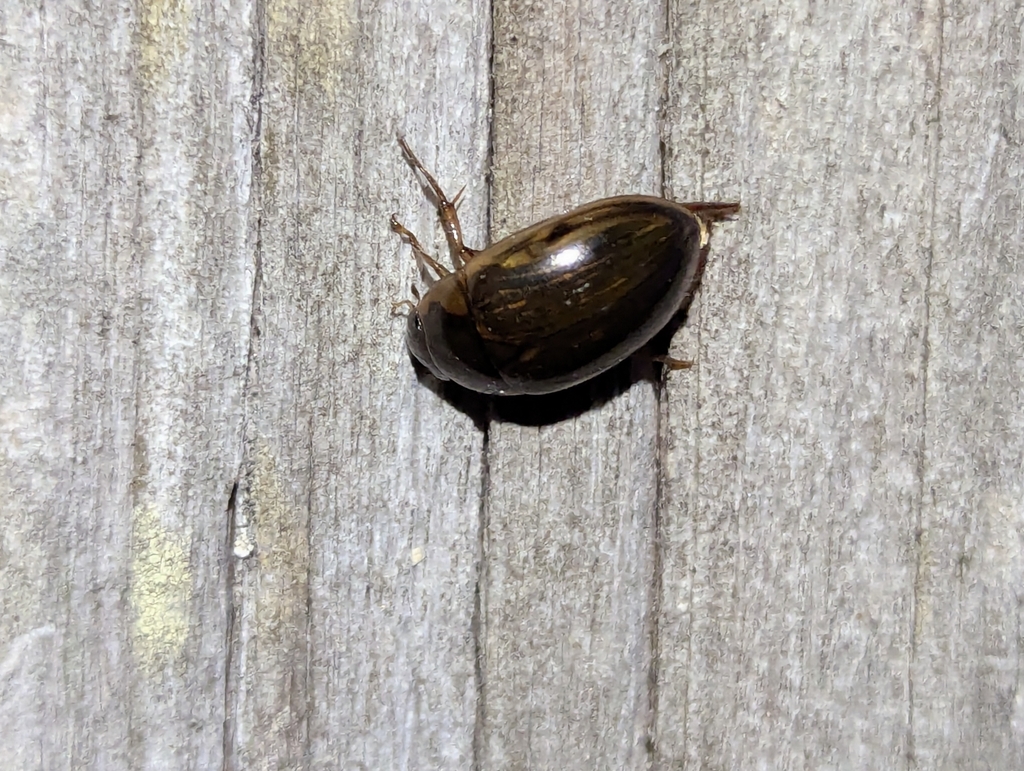 Collared water scavenger beetle