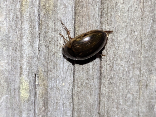 Collared water scavenger beetle