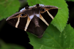 Grammodes oculicola