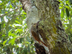 Lepidocolaptes leucogaster