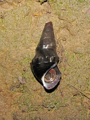 Pachychilus glaphyrus