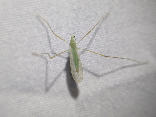 Unknown species found near Louisiana, US