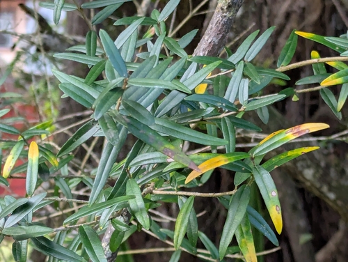 Olea europaea observed 2026-03-26