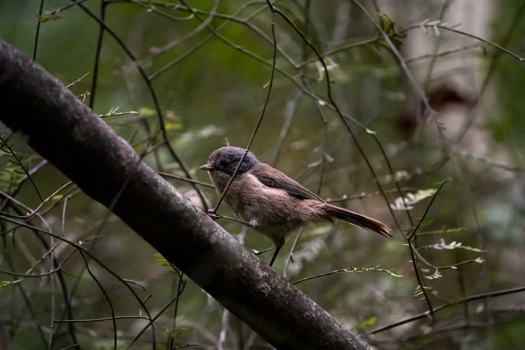 New Zealand Creepers