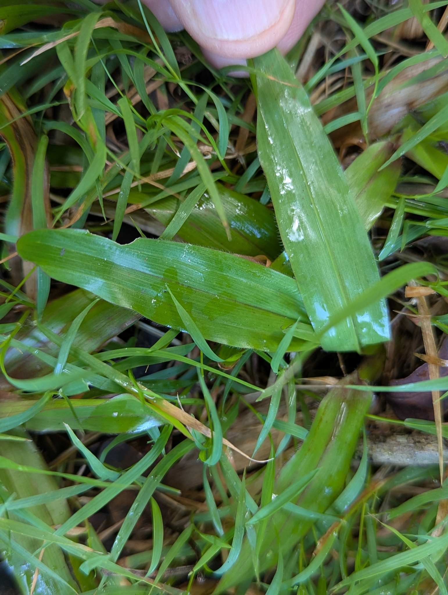 Broadleaf Carpetgrass (Axonopus compressus)