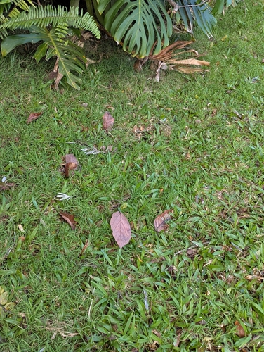Foto de Grama-missioneira