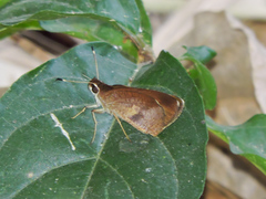 Synapte silna
