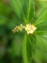 Magnoliopsida