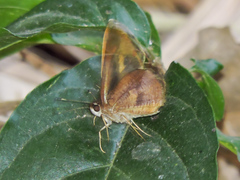 Synapte silna
