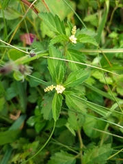 Magnoliopsida