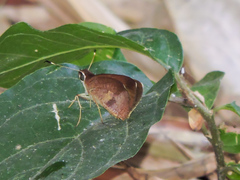 Synapte silna
