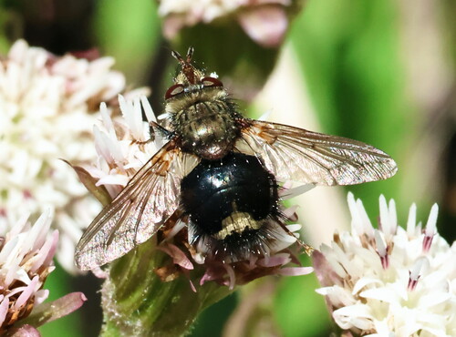 Unknown species found near Slick Rock Rd, Lincoln County, OR, USA