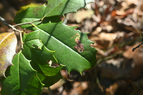 Unknown species found near Sassafras Trail, Paris Mountain
