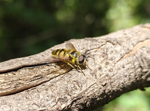 Unknown species found near Loyola, CA 94024, USA