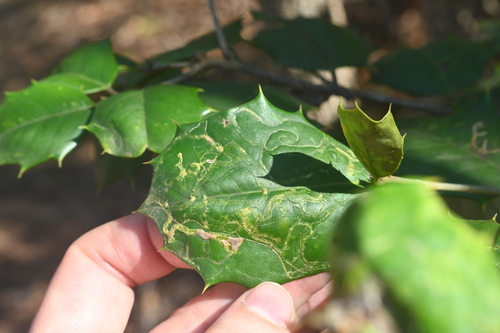 Unknown species found near Sassafras Trail, Paris Mountain