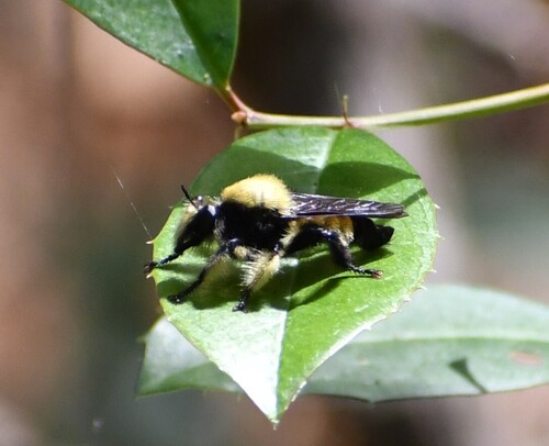 Unknown species found near Jasper County, TX, USA
