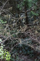 Stachyurus praecox