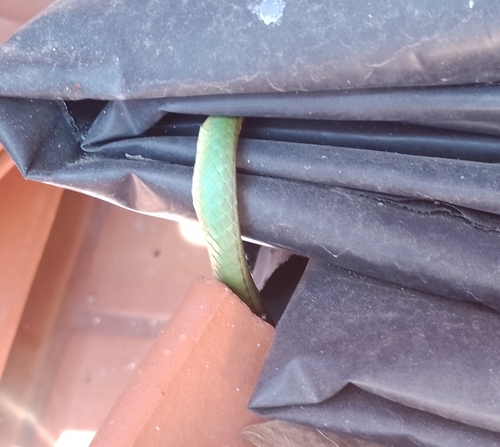 Pacific Coast Parrot Snake