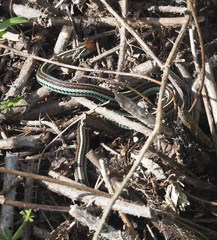 Thamnophis sirtalis tetrataenia