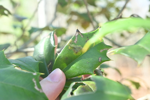 Unknown species found near Sassafras Trail, Paris Mountain